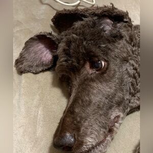 Meet your Posher, Pat